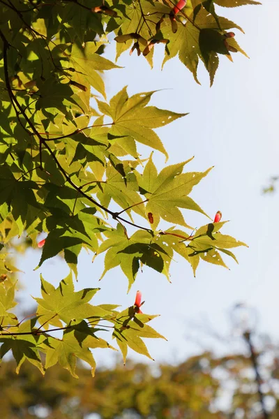 Крупним планом зелене підсвічування кленових листів і блакитного неба — стокове фото