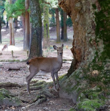 Deer standing in the forest close to a giant tree