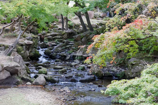 Running water in a creek in the woods, red and green maple leave — 스톡 사진