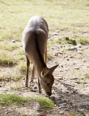 Cute little deer standing in a meadow
