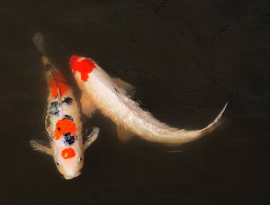 Gölde yüzen iki balık ya da sazan balığı.