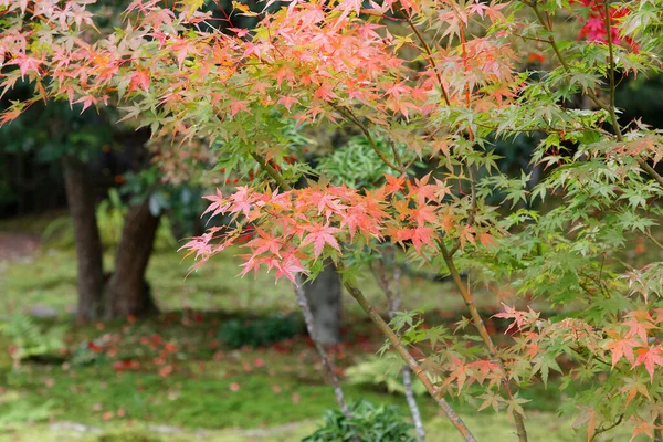Hermoso árbol de arce con hojas de arce rojo y verde durante autu — Foto de Stock