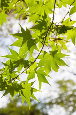 Yeşil akçaağaç yapraklarından oluşan bir dala yakın çekim