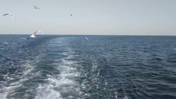 Ясный Солнечный День Над Синими Морскими Волнами Пролетает Стадо Белых — стоковое видео