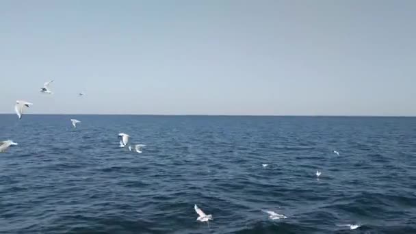 Ясный Солнечный День Над Синими Морскими Волнами Пролетает Стадо Белых — стоковое видео