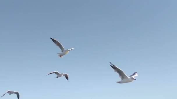 Una Bandada Pájaros Gaviotas Blancas Vuela Contra Cielo Azul Claro — Vídeos de Stock