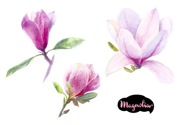 Magnolia bloemen patroon — Stockfoto