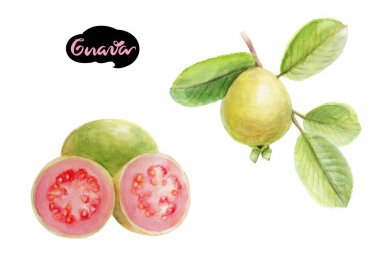 Guava şube ve taze kesilmiş meyve
