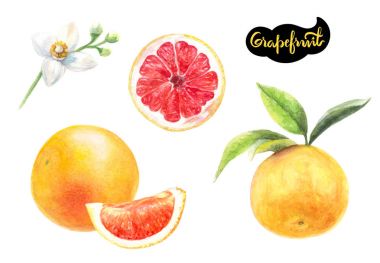 Greyfurt şube ve çiçek