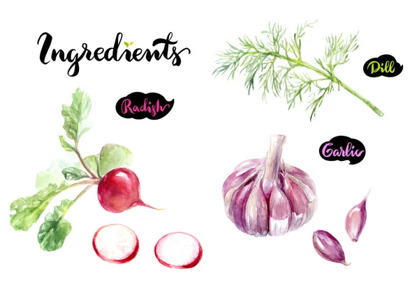 Rettich, Dill und Knoblauch — Stockfoto