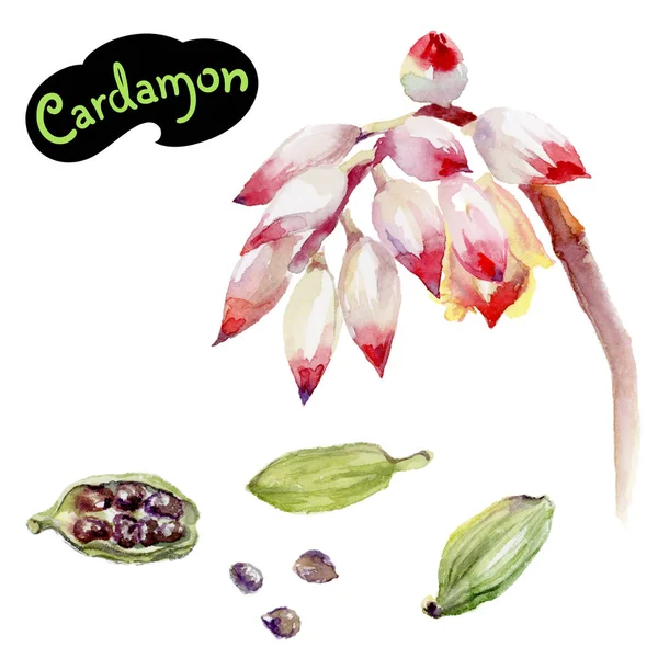 Kardamon bylina, samostatný — Stock fotografie