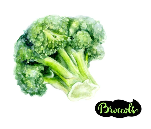 Broccoli aquarel illustratie — Stockfoto