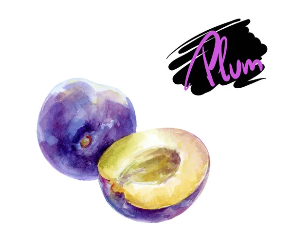 Plum aquarel illustratie — Stockfoto