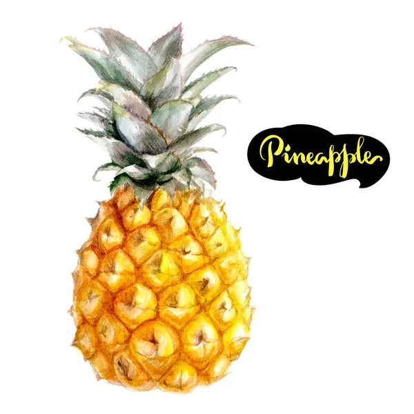 Ananas akvarel ilustrace — Stock fotografie