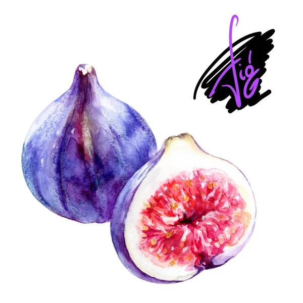 Figs watercolor illustration — Stock Photo, Image
