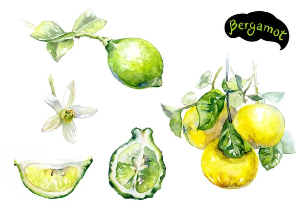 Frutas y flores de Bergamota — Foto de Stock