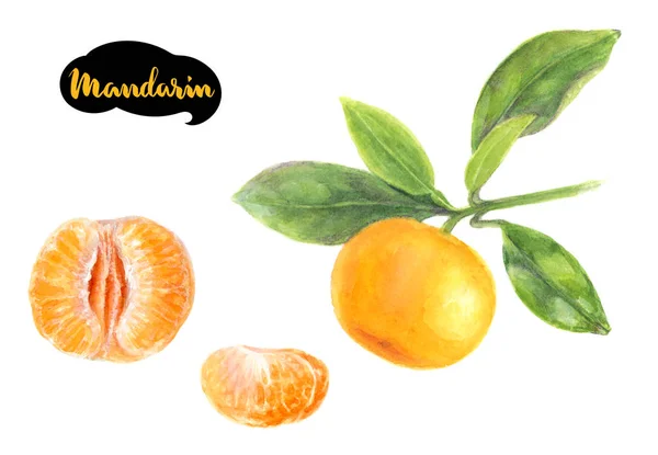 Mandarinkové akvarel ilustrace — Stock fotografie