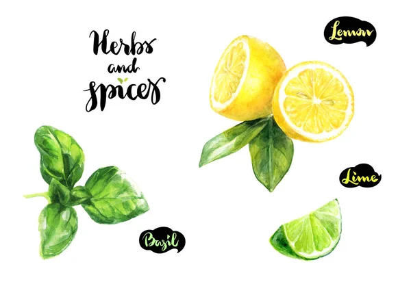 Basil, lemon dan potongan jeruk nipis — Stok Foto