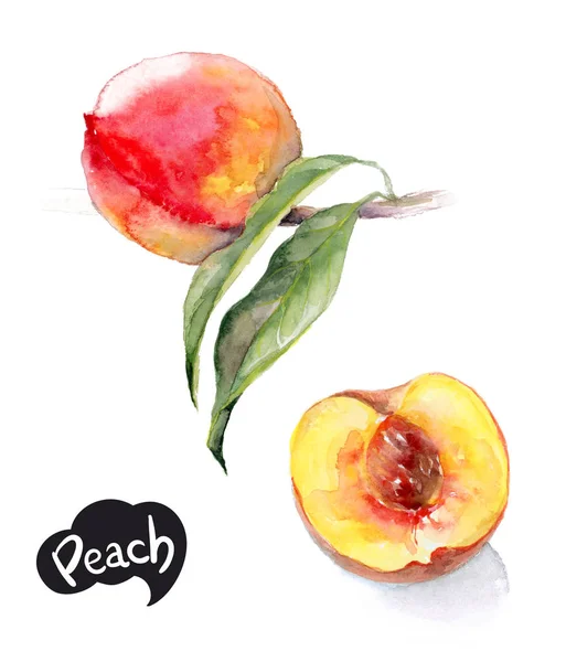 桃の水彩イラスト — ストック写真