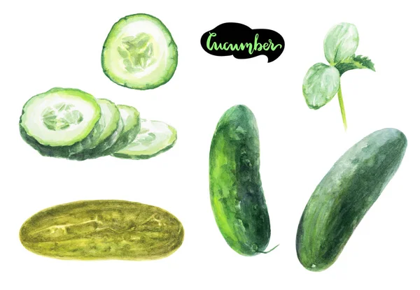 Okurky salátové akvarel ilustrace — Stock fotografie