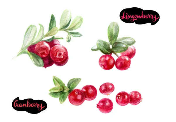 Cranberry and lingonberry illustration — Stock Photo, Image