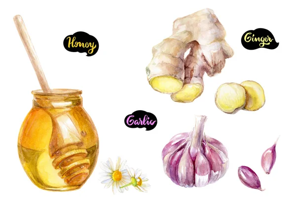 Illustrazione Honey dipper — Foto Stock