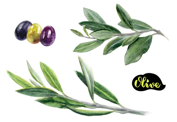 Olive acquerello illustrazione — Foto Stock