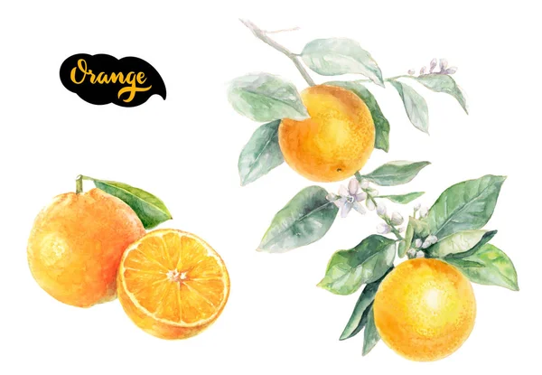 Cítricos de naranja —  Fotos de Stock