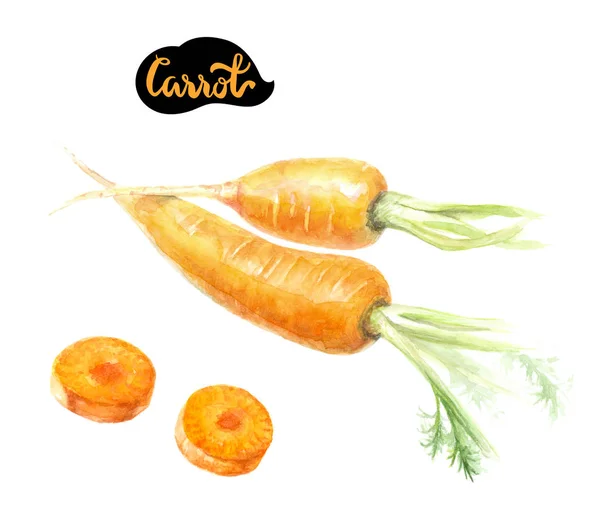 Καρότα ακουαρέλα εικονογράφηση — Φωτογραφία Αρχείου