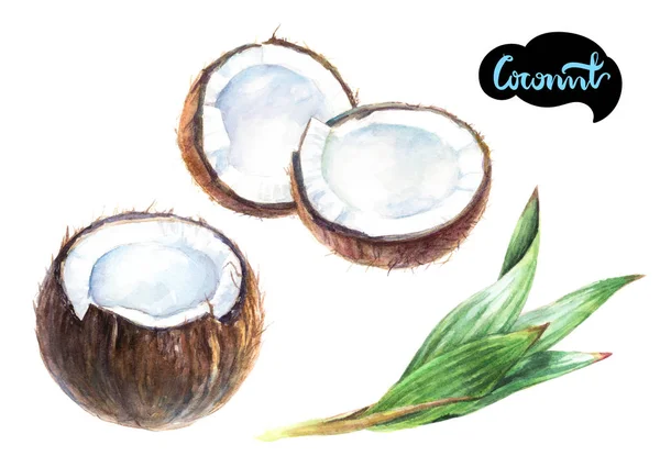 코코넛 잎으로 잘라 — 스톡 사진