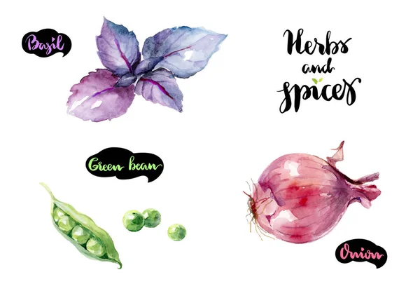 Basilic, haricot vert et oignon — Photo