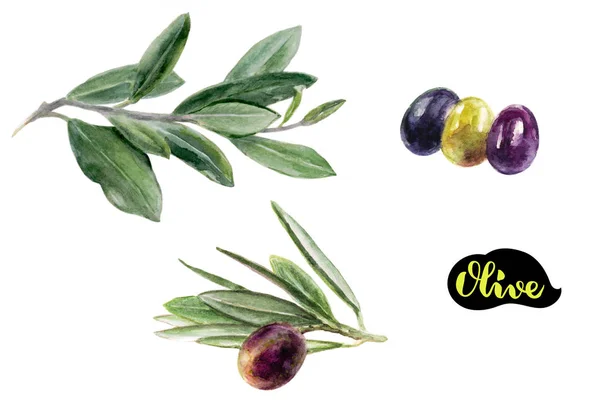 Olive acquerello illustrazione — Foto Stock