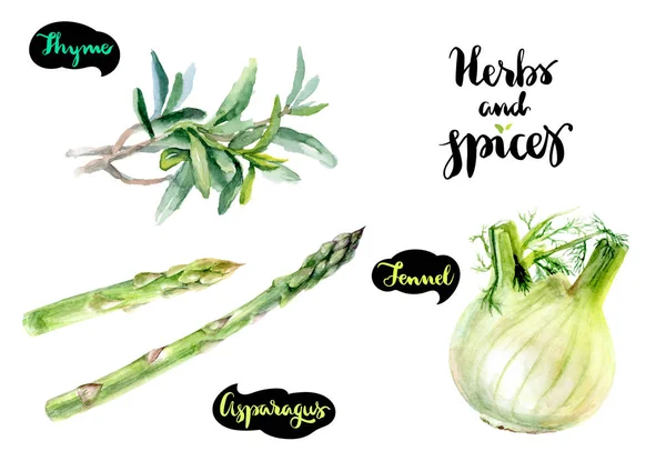 Thyme, asparagus dan tanaman adas — Stok Foto
