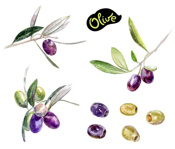 Olivy akvarel ilustrace — Stock fotografie