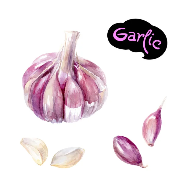 Garlic cloves and bulb — Stock Photo, Image