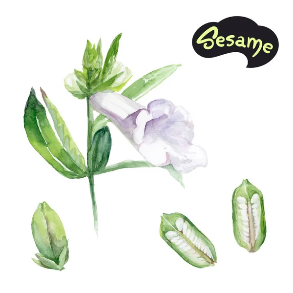 Sezamová bylina, samostatný — Stock fotografie