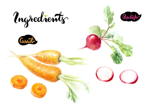 Zanahorias y rábano acuarela ilustración —  Fotos de Stock