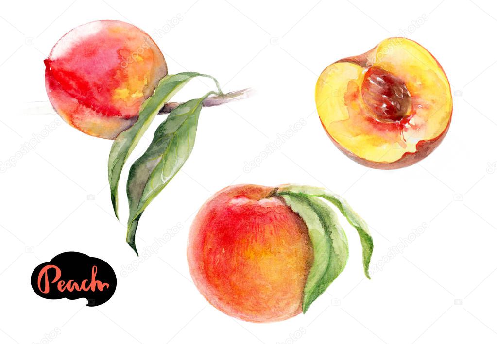 Peach watercolor illustration