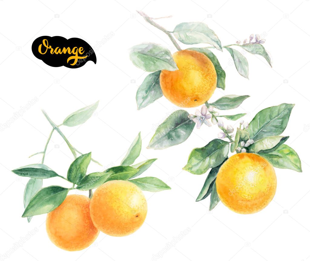 Orange Citrus fruit 