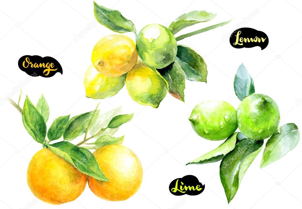 Lime, orange, lemon branches