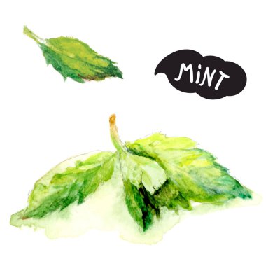 izole nane yaprakları 