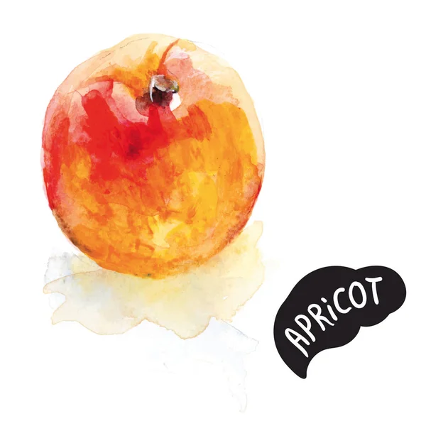 Apricot acrylic fruit — Stock Vector