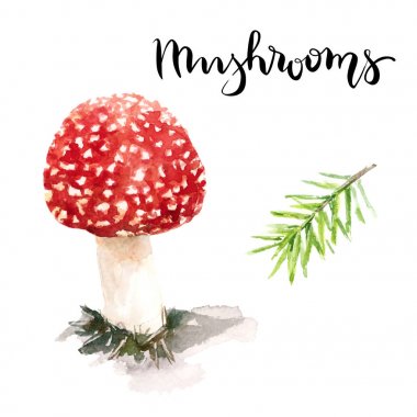 Amanita mantar suluboya resim 