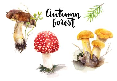 mantar suluboya resim 