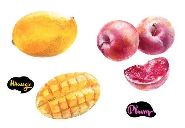 Mango und Pflaumenfrüchte — Stockfoto