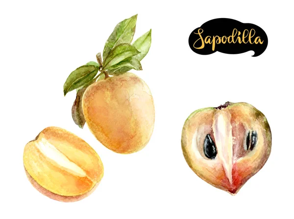 Sapodilla Aquarel Illustratie Sapodilla Fruit Branch Sapodilla Gesneden Aquarel Hand — Stockfoto