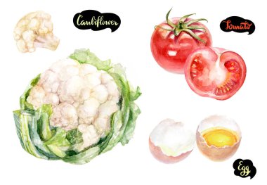 Otlar ve baharatlar mutfak suluboya takımı. Karnabahar, kişniş, soğan suluboya elle çizilmiş illüstrasyon izole beyaz arka plan üzerinde.