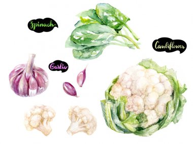 Otlar ve baharatlar mutfak suluboya takımı. Karnabahar, sarımsak, ıspanak suluboya elle çizilmiş illüstrasyon izole beyaz arka plan üzerinde.