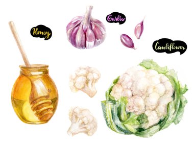 Otlar ve baharatlar mutfak suluboya takımı. Karnabahar, tatlım, sarımsak suluboya elle çizilmiş illüstrasyon izole beyaz arka plan üzerinde.