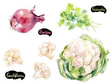 Otlar ve baharatlar mutfak suluboya takımı. Karnabahar, kişniş, soğan suluboya elle çizilmiş illüstrasyon izole beyaz arka plan üzerinde.